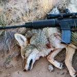 Best coyote hunting Vortex scopes