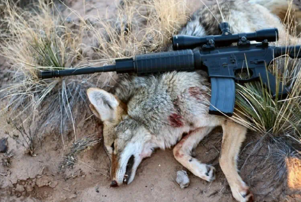 Best coyote hunting Vortex scopes